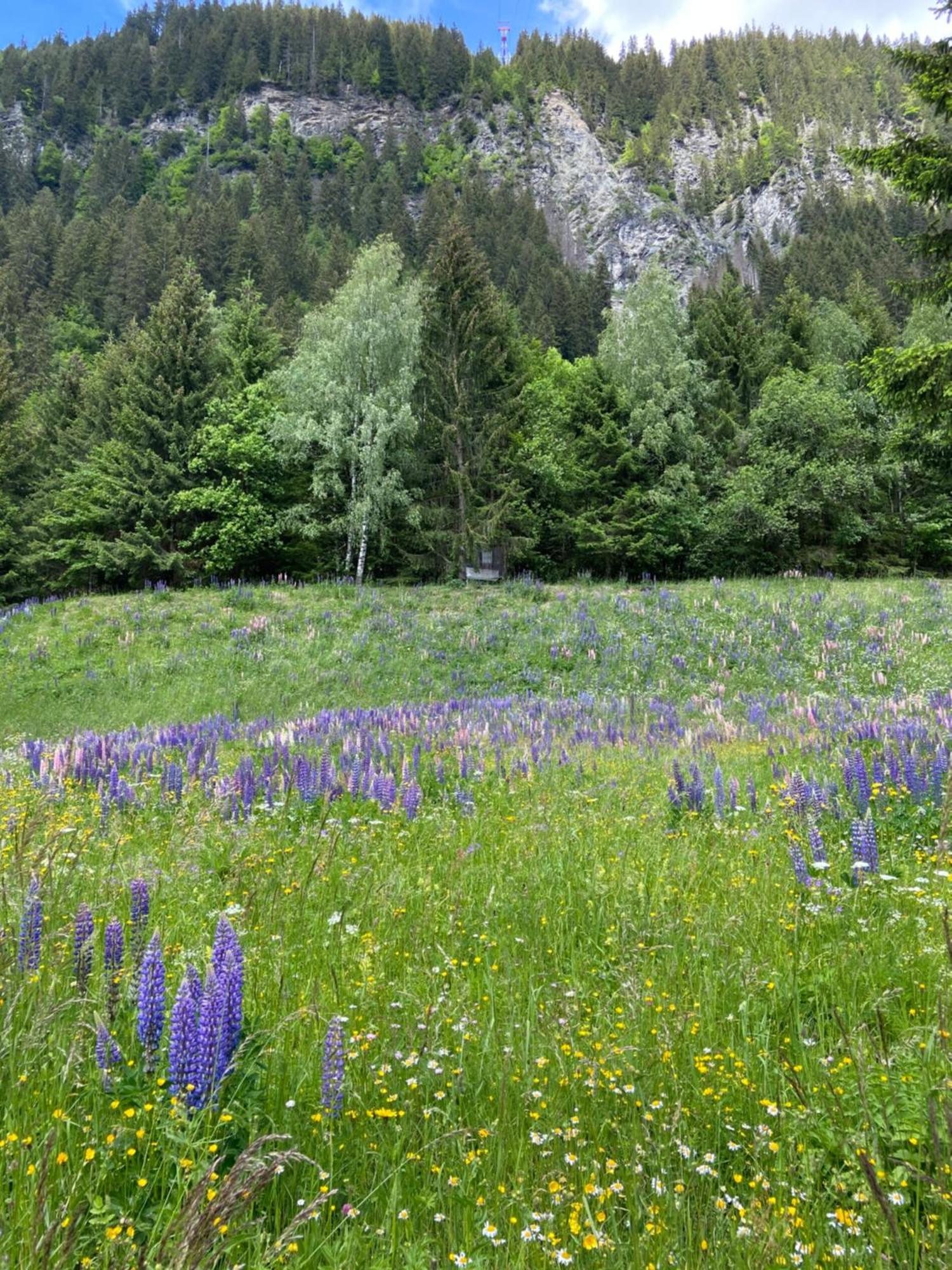 Haus Am Rain Bed and Breakfast Partenen Buitenkant foto
